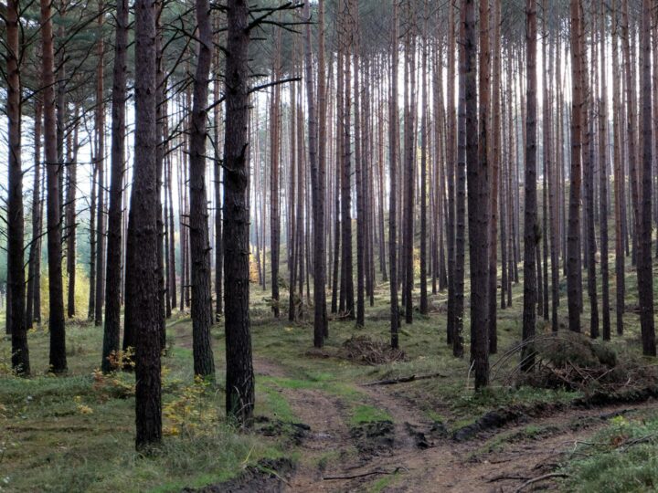 Parc Heath